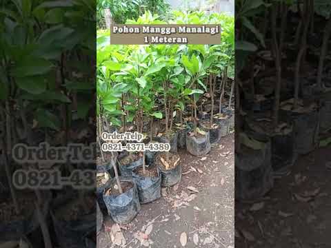 Jual Pohon Mangga Manalagi Siap Kirim!