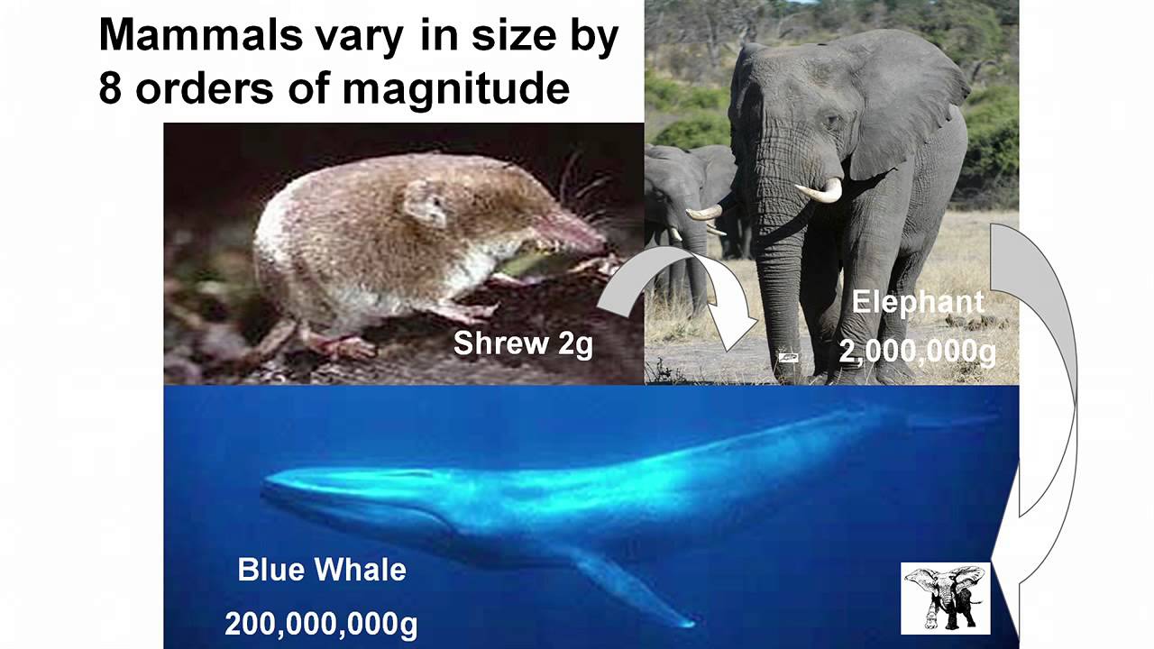 New Cities Summit 2014: Keynote: Geoffrey West