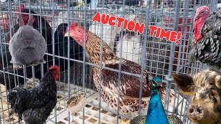 I couldn’t believe what happened at the AUCTION!