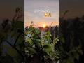 Happy nagulachavithi#nature #greenary #nagulapanchami  #sunrise #train#jumkaas  #ytshots #viralvideo