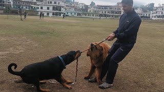 Rottweiller jaw power unbelievable 😱😱 #Rottweiller by The Pahadi Dogs 1,179 views 1 year ago 53 seconds