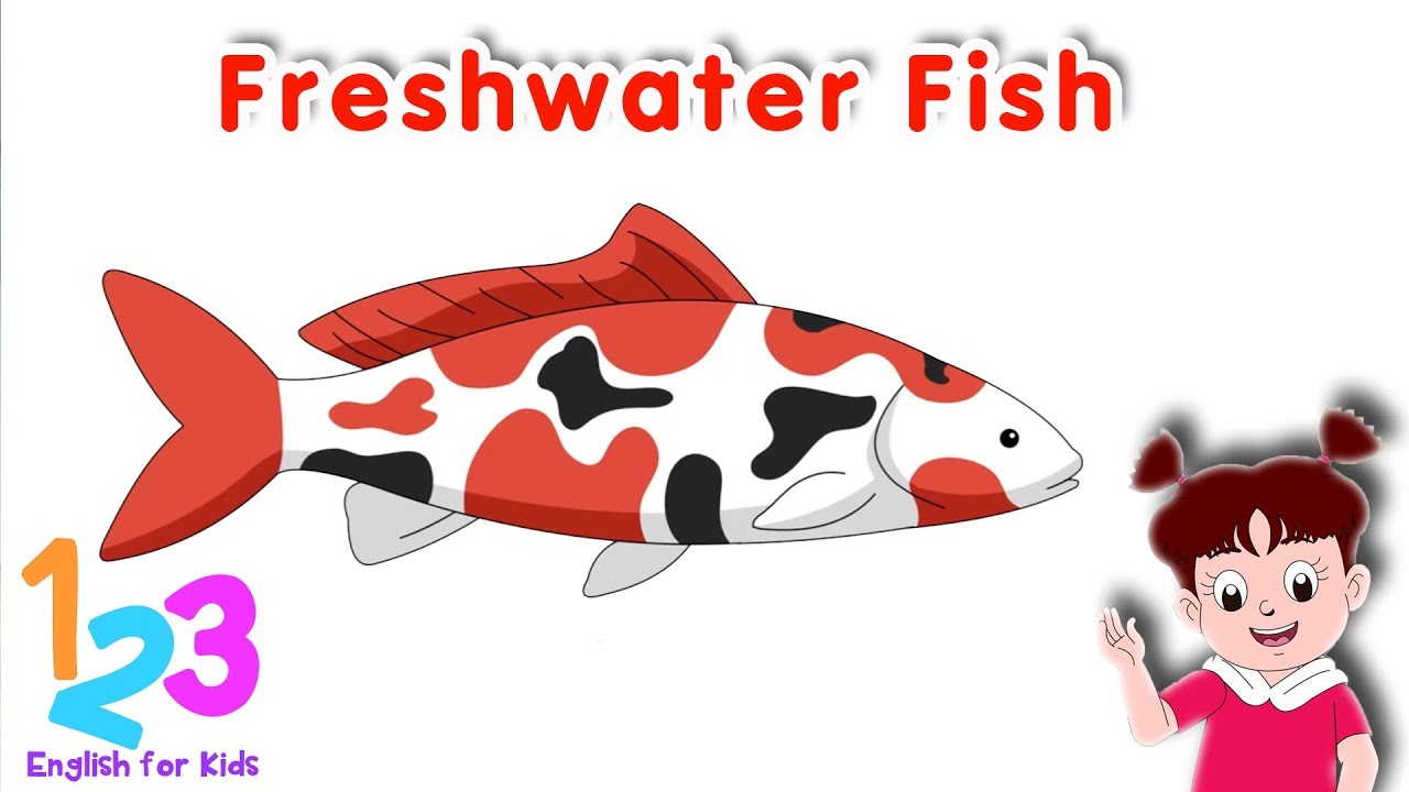 Belajar Bahasa  Inggris  Mengenal Nama Ikan Air  Tawar 123 