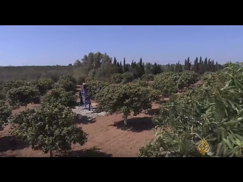 موسم جني زهر البرتقال وتقطيره بتونس
