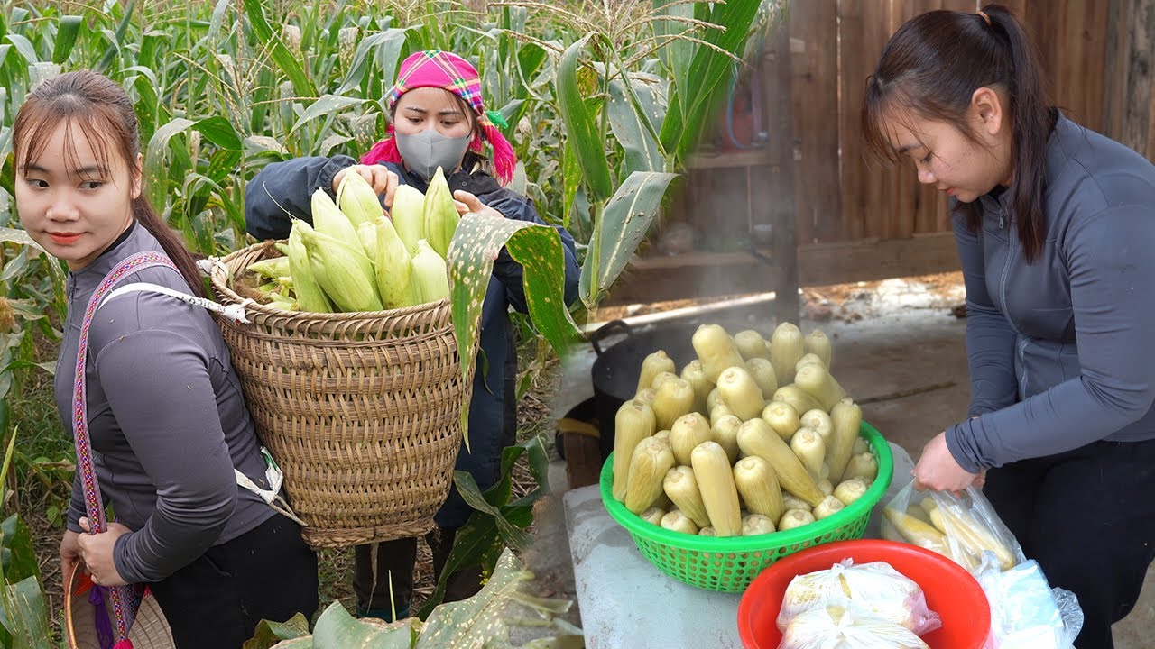 A Busy Harvest Day: Single Mom Cooks & Sells Corn to Earn Money to Raise Children - Lý Tiểu Uyên