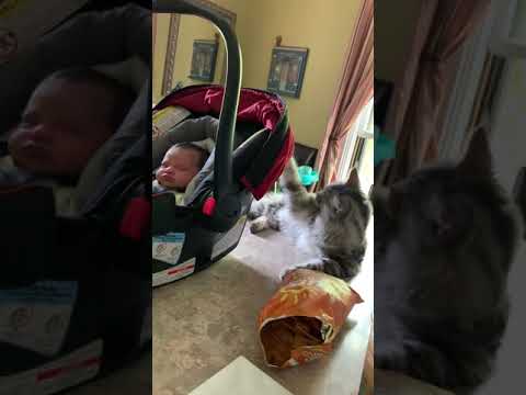 Maine Coon cat