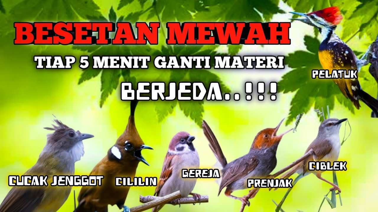 2 jam masteran BESETAN MEWAH untuk murai batu Tiap 5 menit ganti materi BERJEDA ! Suara jernih