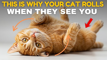 If Your Cat Rolls Over for You, They