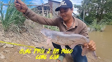 câu cá tra sông p8 :điểm câu quá đẹp