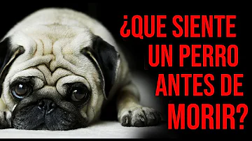 ¿Qué siente un perro cuando lo duermen?