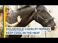 How the Household Cavalry is keeping its horses cool during the heatwave