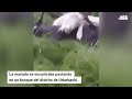 Insólito hallazgo en India: rayo mata a decenas de cabras en plena tormenta