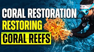 How Coral Restoration Can Rescue Marine Life In Thailand