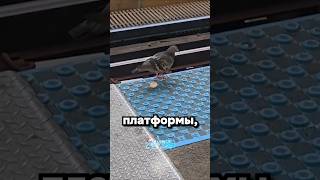 Выживет сильнейший