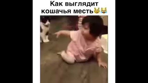 Не надо мучать кошек они могут мстить