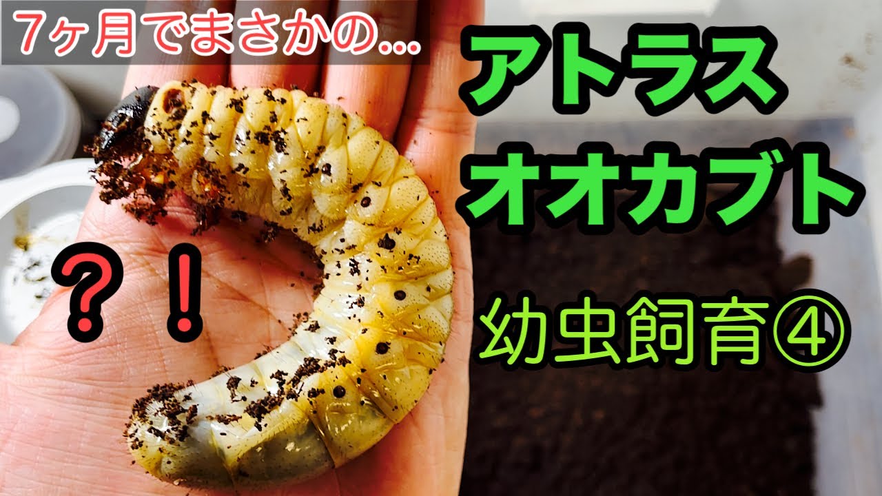 アトラスオオカブト(ミンダナオ)幼虫飼育④