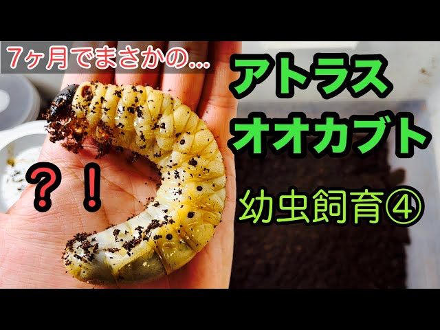 Atlas beetle (Mindanao) larvae rearing ④ - YouTube