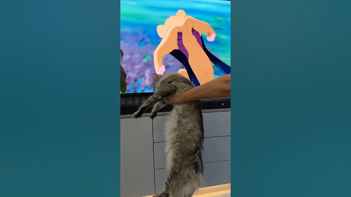 Video 11195691: coon mainecoon kitten cat, coon big cat mainecoon, mains coon cat mainecoon, mainecoon cat cutecat kitten, mainecoon cat kitten cute, mainecoon kitten cat animal