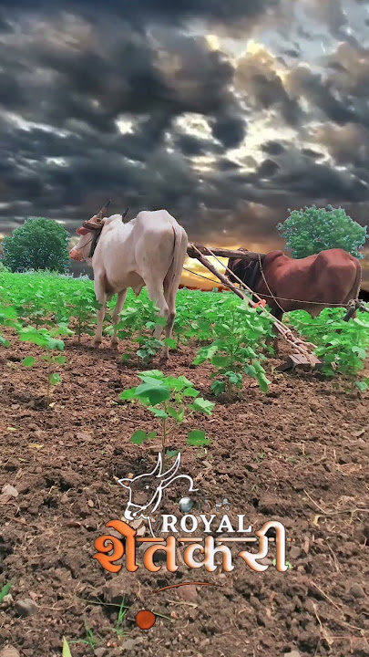 MARATHI FARMERS STATUS /MARATHI SHETKARI STATUS/MARATHI SONG🎵| Royal शेतकरी 🔥💯#shetkari #shorts