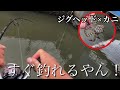ジグヘッドにカニ付けてチヌ狙ってみたらヤバ過ぎた