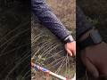 A person is using a sickle to cut dry grass in a field