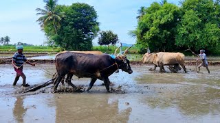 Double Bullock Ploughing in Agriculture land | Bullock mud work