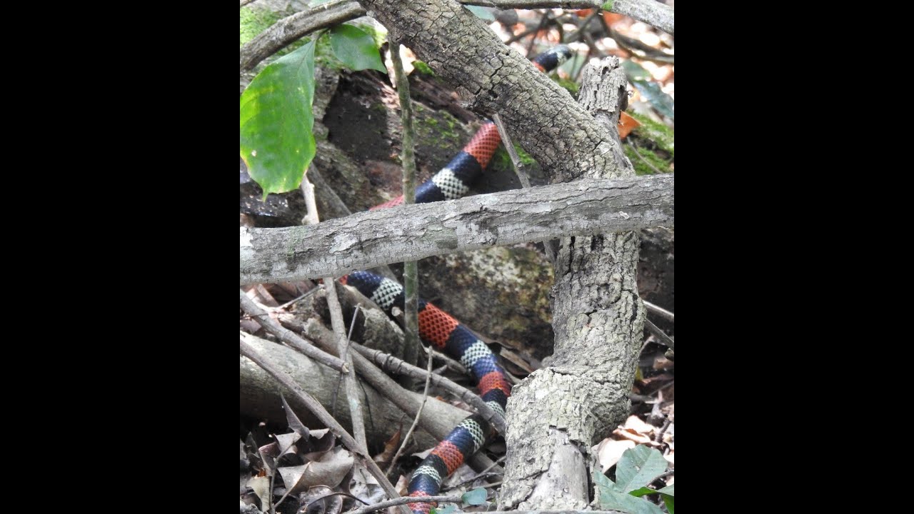 392º vídeo: bacorá/ Aesculapian False Coral Snake - Erythrolamprus aesculapii