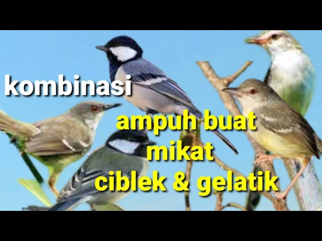 suara pikat ciblek gelatik ribut, ampuh buat mikat 2 jenis sekaligus class=