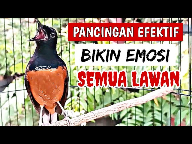 PANCINGAN MURAI BATU EFEKTIF NAIKKAN EMOSI DAN BIRAHI‼️SEKALI PUTAR MURAI BATU APAPUN LANGSUNG NYAUT class=