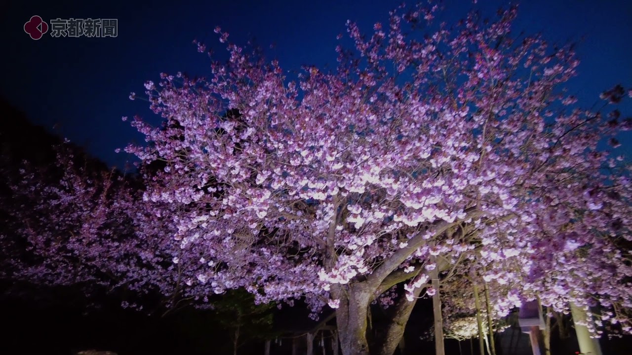 黒田の百年桜 ライトアップ 21年4月10日 京都市右京区京北 春日神社 Youtube 黒田の百年桜 ライトアップ 21年4月10日 京都市右京区京北 春日神社 Youtube
