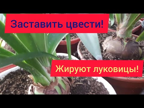 Новый этап в жизни ГИППЕАСТРУМОВ! Зимовка.