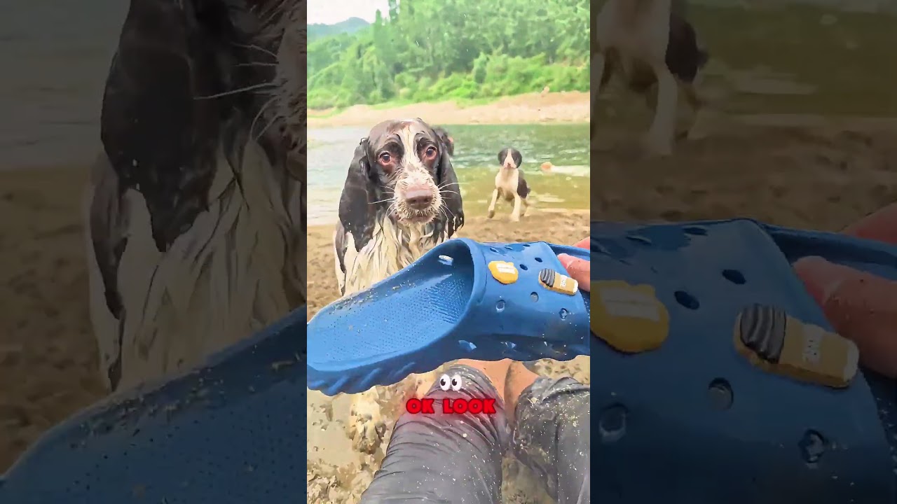 🐶👟😂 Owner just wanted to wear his shoe — his dogs had other plans! #DogLife  #funny