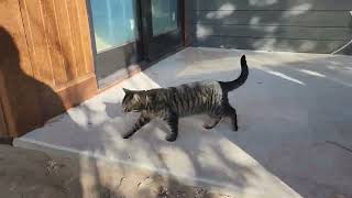 Cat Inspects New Home Construction Site by FROSTY Life 580 views 5 months ago 30 seconds