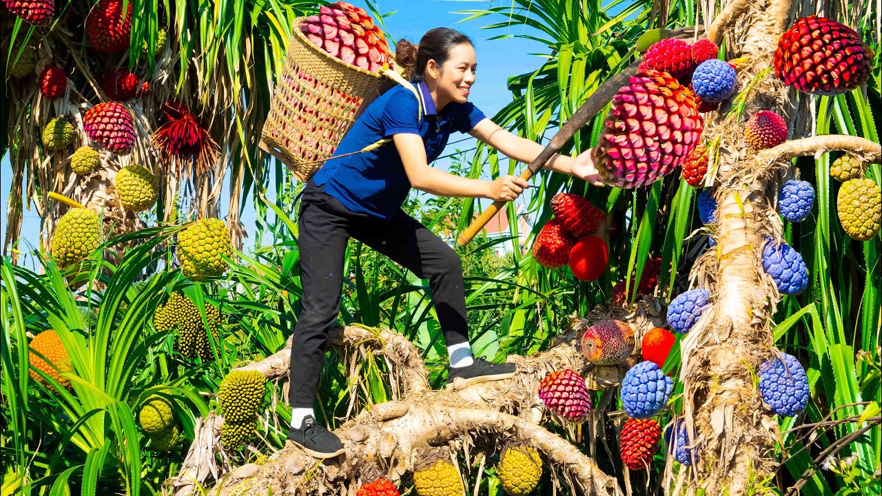 Harvest Forest Pineapple colorful Goes to the market sell - Make ...