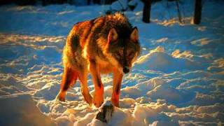 Loping Wolf