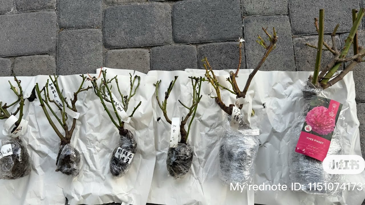 6 棵網紅月季苗開箱、洗根、配土上盆 11/29/2025