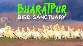 A Walk Into Bharatpur Bird Sanctuary (Keoladeo National Park)  4K Video Hindi | हिन्दी