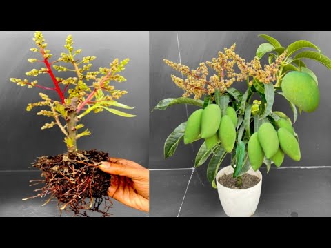 If You Guys Want To Identify Mango Plant Then Watch This Video Till The Last.