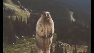 Mentahan Video Beruang Teriak Viral