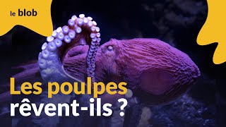 Les poulpes rêvent-ils ? | Actu de science