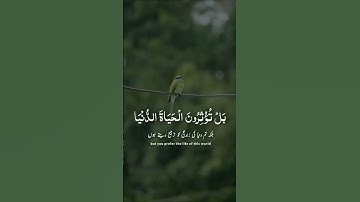 سورة الأعلى عبد الرحمن مسعد #القرآن_الكريم #السعودية #quran #الدوسري #الدعاء #تلاوات  #العفاسي