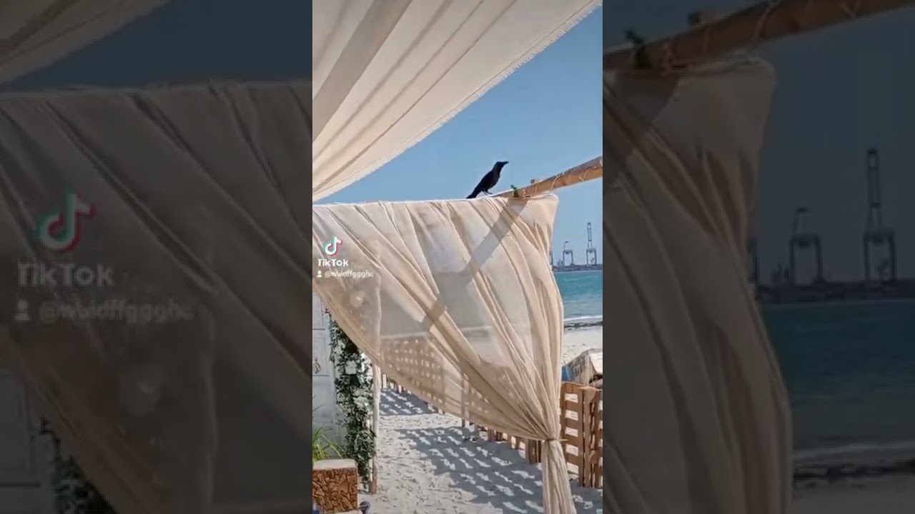 محمد البرعمي يكفيني عذاب