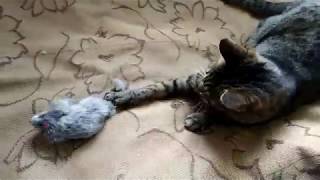 Купил я сегодня котику игрушечную пушистую мышку :) - Игрушка для кошек "Мышь серая" Купил я сегодня котику игрушечную пушистую мышку :) - Игрушка для кошек "Мышь серая"