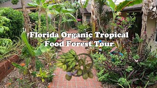 Florida Organic Edible / Tropical Garden Food Forest Tour | March Zone 10a