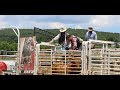 Raising bucking bulls for the rodeo