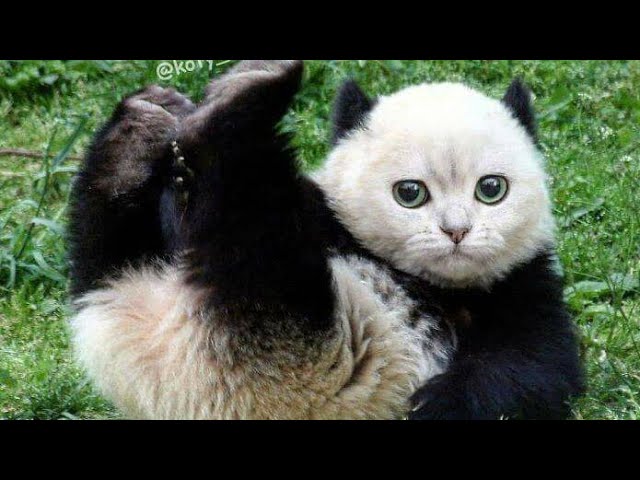 What happen If the whole animal world were cats? see... - YouTube