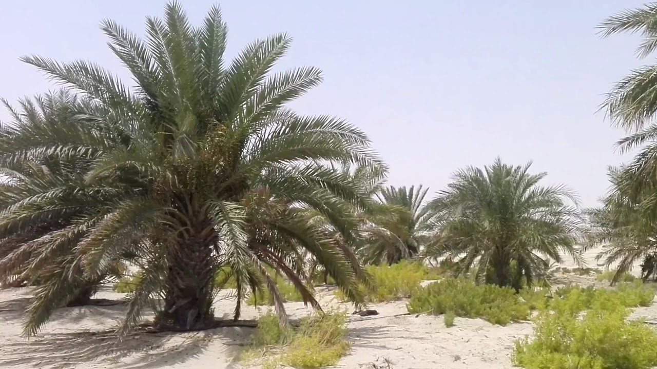 Hameem Abu dhabi - YouTube