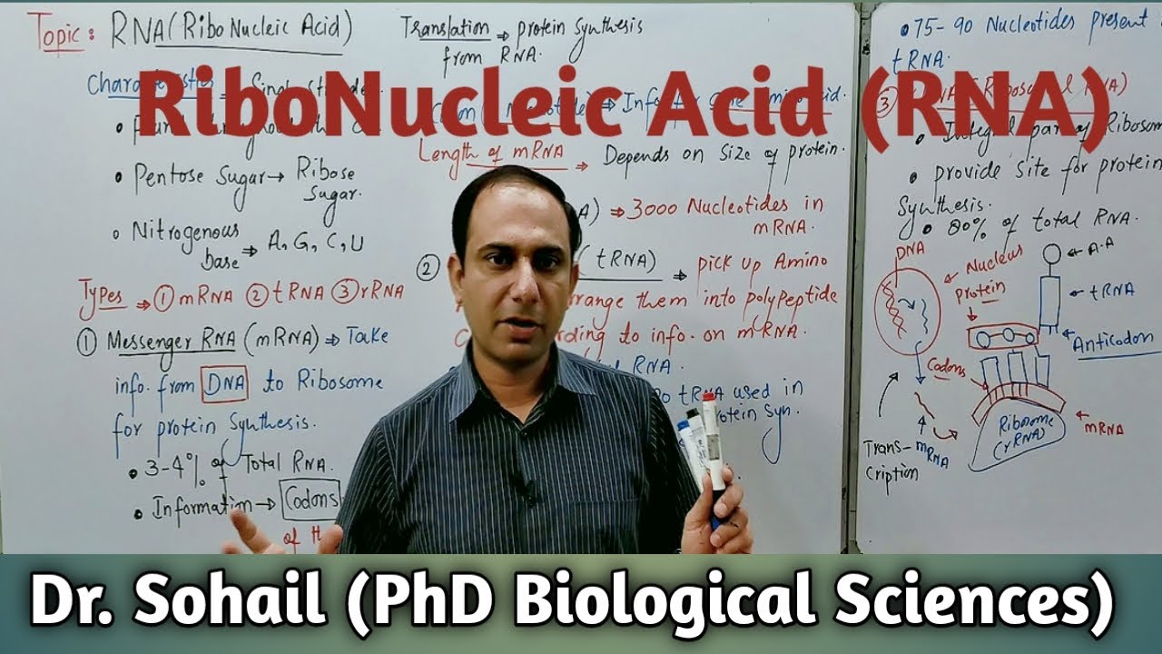 RNA(Ribonucleic Acid) | Types of RNAs | Functions of RNAs | 11th Biology | A levels Biology