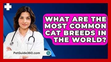 What Are the Most Common Cat Breeds in the World? - PetGuide360.com