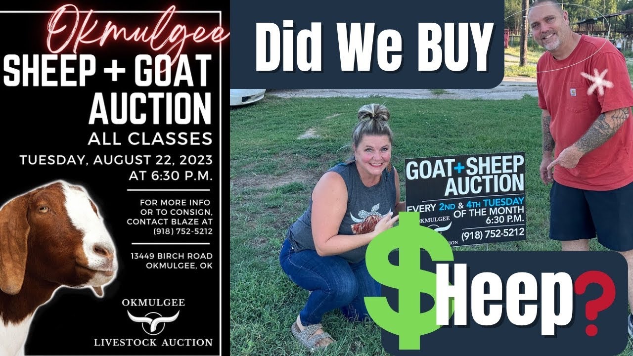 Let's Go To The Okmulgee Sheep & Goat Auction 8-22-2023