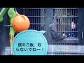 ゴハンの時も気が抜けない赤ちゃんゴリラ⭐️ Baby gorilla Kintaro is worried that the others steal his meal. (KyotoCityZoo)